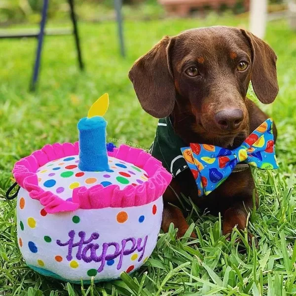 Lulubelles Power Plush Happy Barkday Cake | Huxley & Kent Sale
